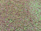Preview: Feenmoos - Azolla mexicana
